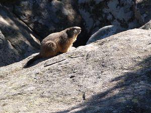 Faune marmotte